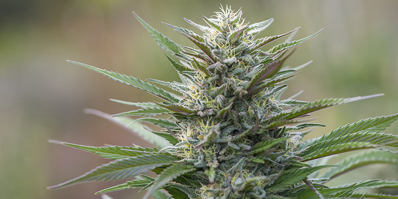 Great White Shark (Greenhouse Seeds) Great White Shark (Greenhouse Seeds)