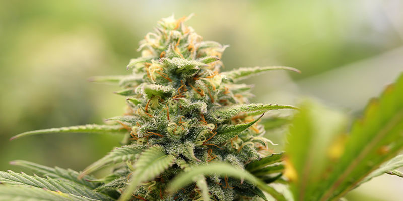 Mikromachine Auto (Kannabia) Mikromachine Auto (Kannabia)