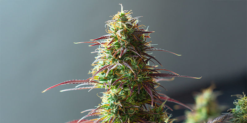 Mimosa x Orange Punch (Barney's Farm) Mimosa x Orange Punch (Barney's Farm)