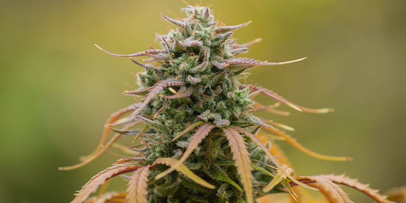 Orange Sherbet Auto (FastBuds) Orange Sherbet Auto (FastBuds)