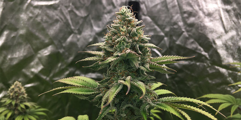 Wedding Crasher (Royal Queen Seeds) Wedding Crasher (Royal Queen Seeds)