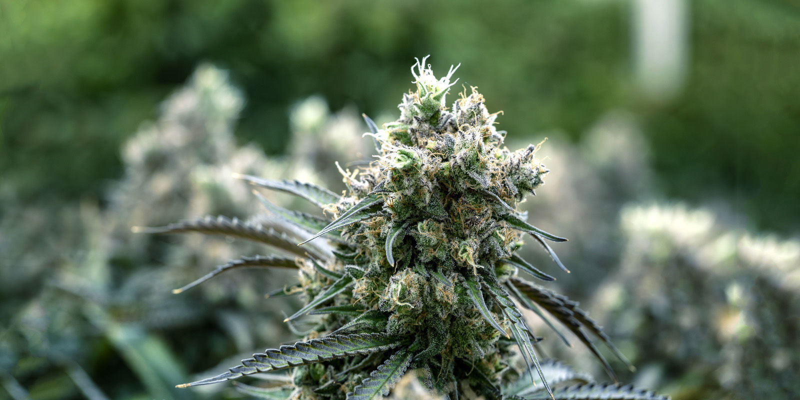 White Rhino Automatic (Zamnesia Seeds) White Rhino Automatic (Zamnesia Seeds)
