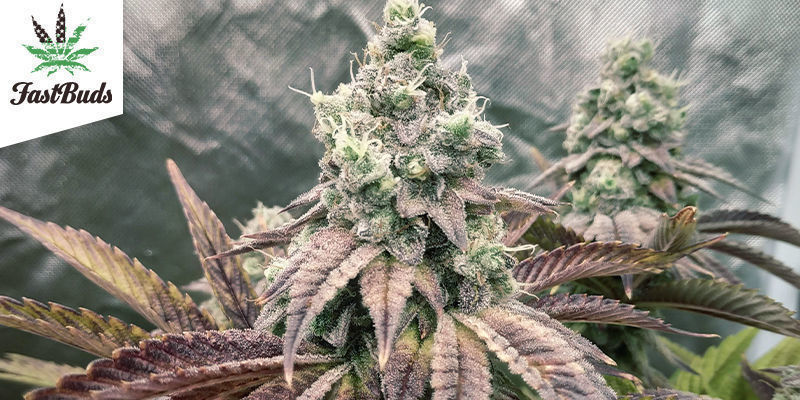 Akcja - Green Crack Akcja - Green Crack