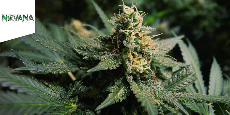 Przygodowy - Hawaii Maui Waui Przygodowy - Hawaii Maui Waui