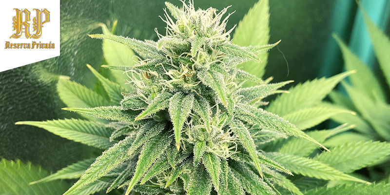 Comedy - Kosher Kush Comedy - Kosher Kush