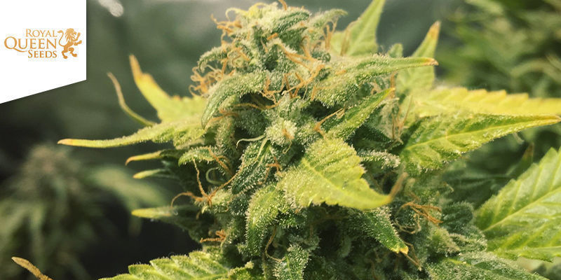 Dramat - Blue Cheese Dramat - Blue Cheese