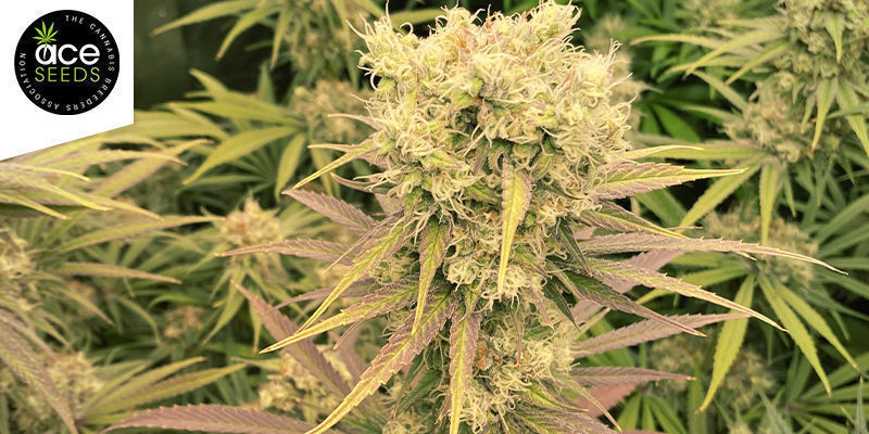 Historyczne - Malawi Historyczne - Malawi