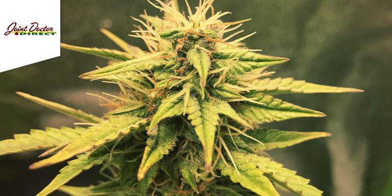 Horror - Ogre Horror - Ogre