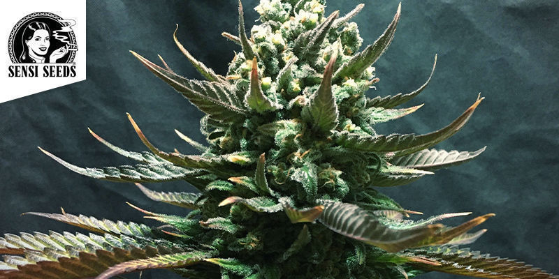 Musical - Jamaican Pearl Musical - Jamaican Pearl