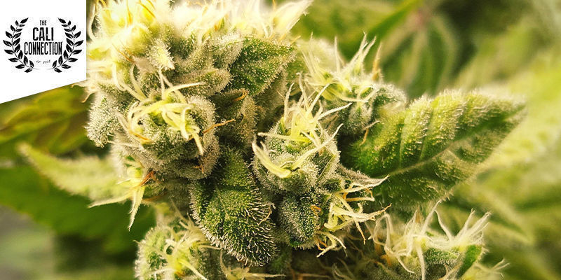 Science Fiction - Alien OG Science Fiction - Alien OG