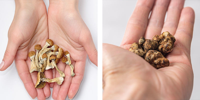 Podsumowanie magicznych trufli i grzybków halucynków