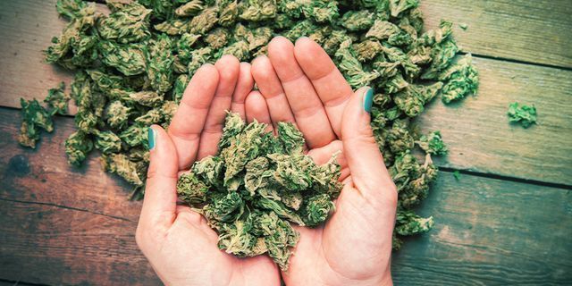 Banana: cechy uprawne i genetyka