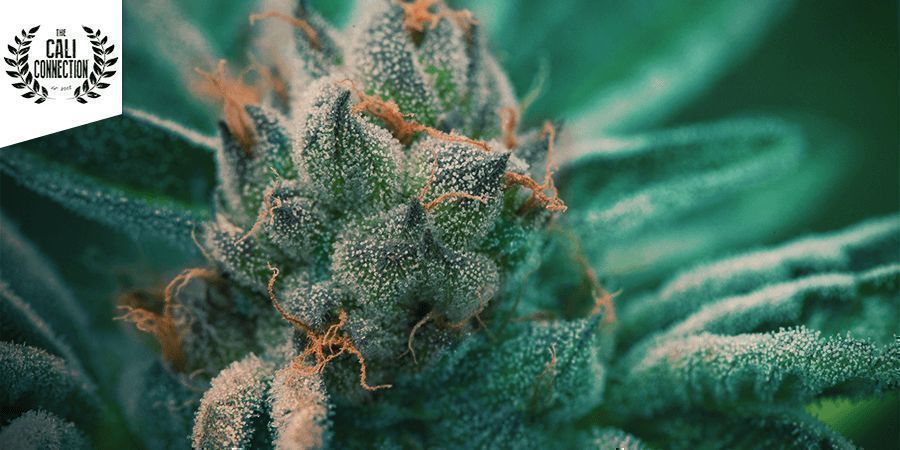 Girl Scout Cookies - Cali Connection Girl Scout Cookies - Cali Connection