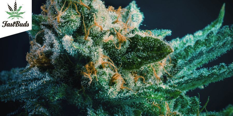 Green Crack - FastBuds Green Crack - FastBuds