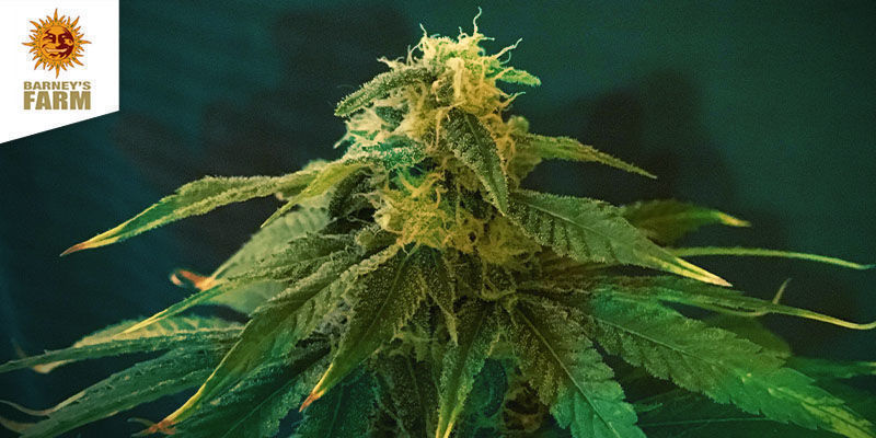 LSD - Barney's Farm LSD - Barney's Farm