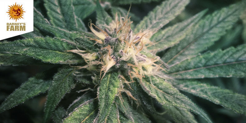 Pineapple Chunk Pineapple Chunk