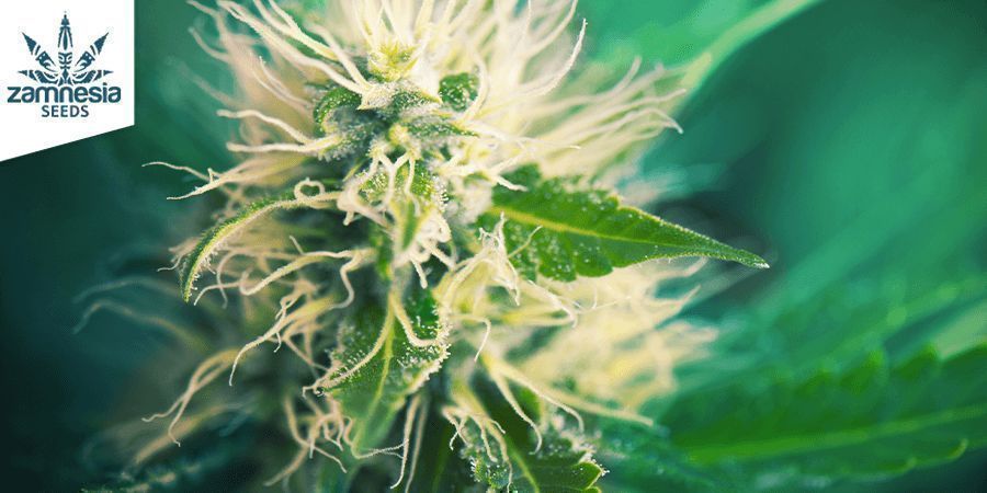 Sour Diesel - Zamnesia Seeds Sour Diesel - Zamnesia Seeds