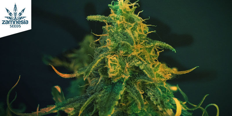 Super Silver Haze - Zamnesia Seeds Super Silver Haze - Zamnesia Seeds