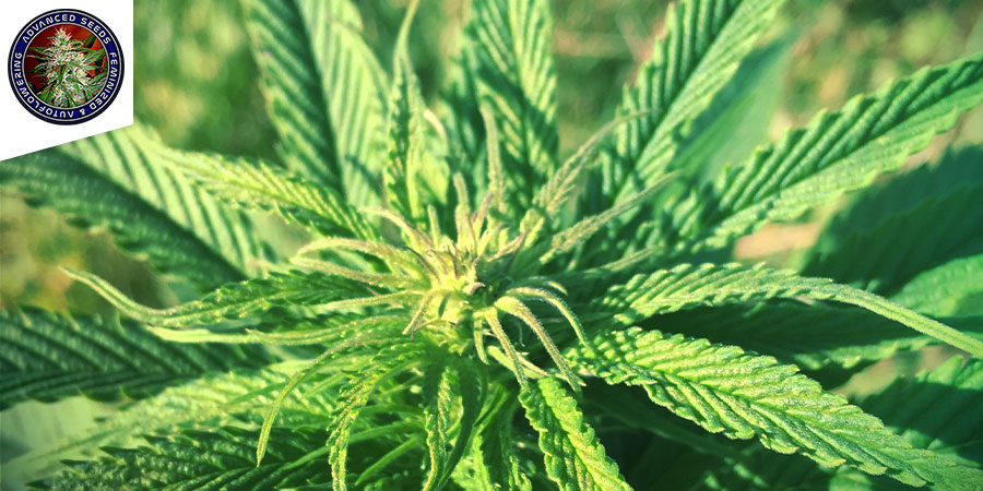 Shark Widow CBD (Advanced Seeds) feminizowane