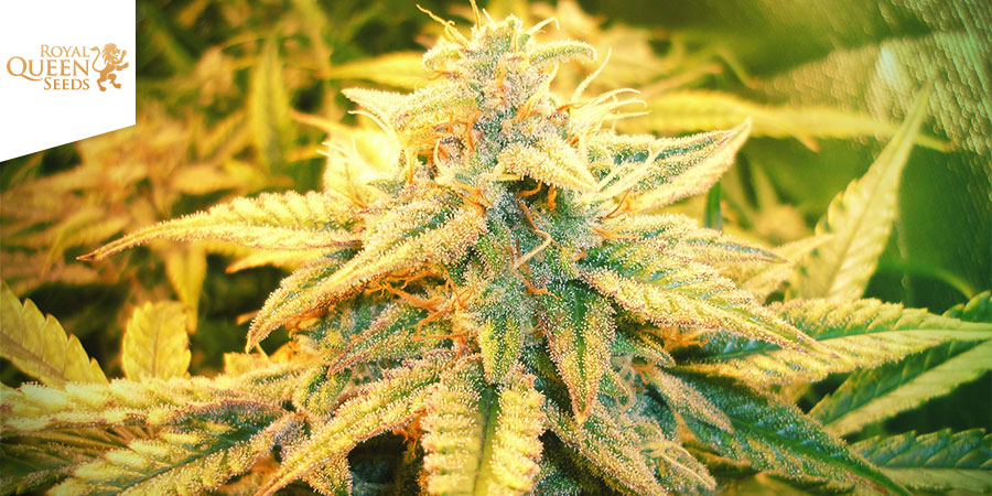 Fast Eddy (Royal Queen Seeds) feminizowane