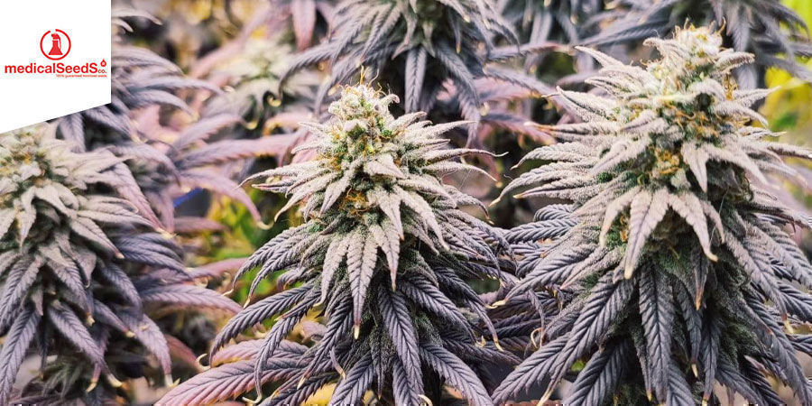 Y Griega CBD Y Griega CBD