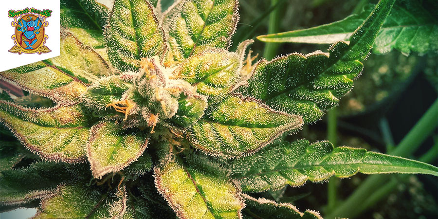 Sweet Nurse Auto CBD (Sweet Seeds) Feminizowane