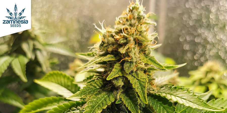 Blue Dream Blue Dream