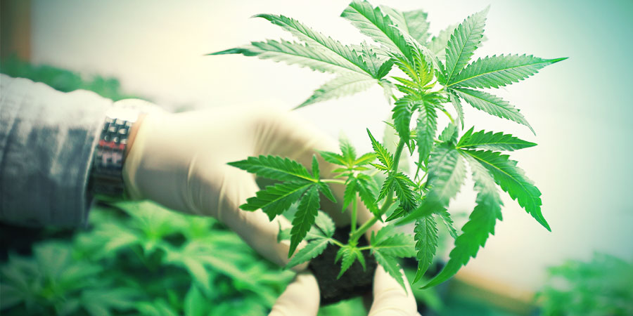 CZYM JEST MEDYCZNA MARIHUANA?