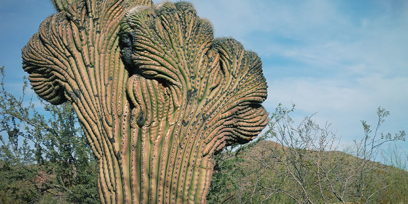 San Pedro grzebieniowy (Echinopsis Pachanoi Cristata)