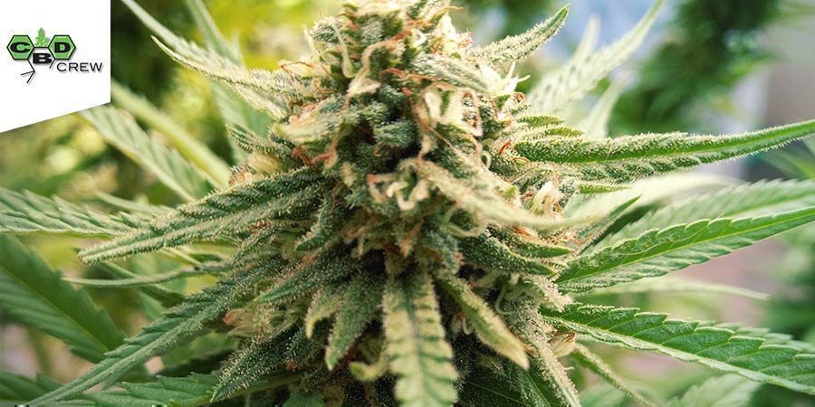 CBD Critical Mass (CBD Crew)