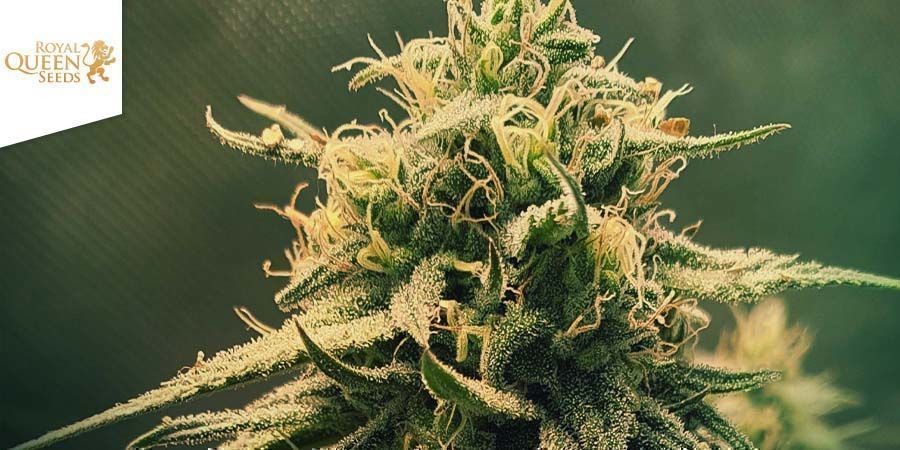 DANCE WORLD (ROYAL QUEEN SEEDS)