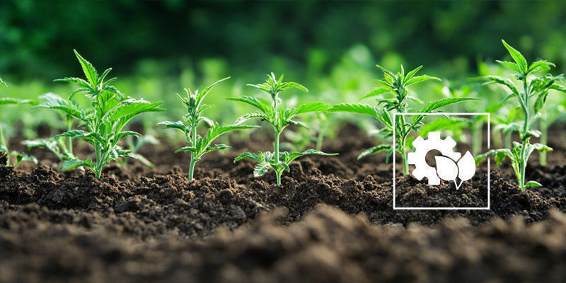 Czy warto stosować organiczną żywą glebę?