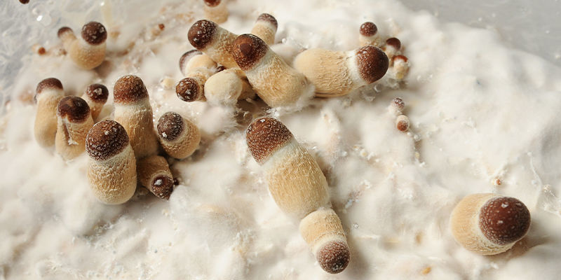 Poruszanie się po świecie zestawów do uprawy grzybów