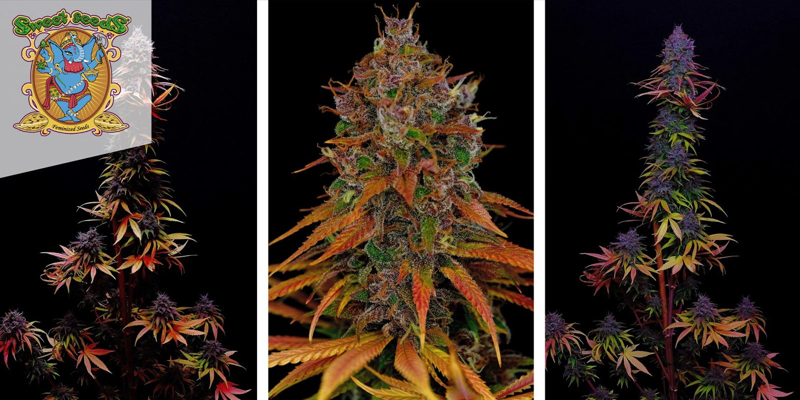 Tropicanna Poison F1 Fast Version: Sweet Seeds