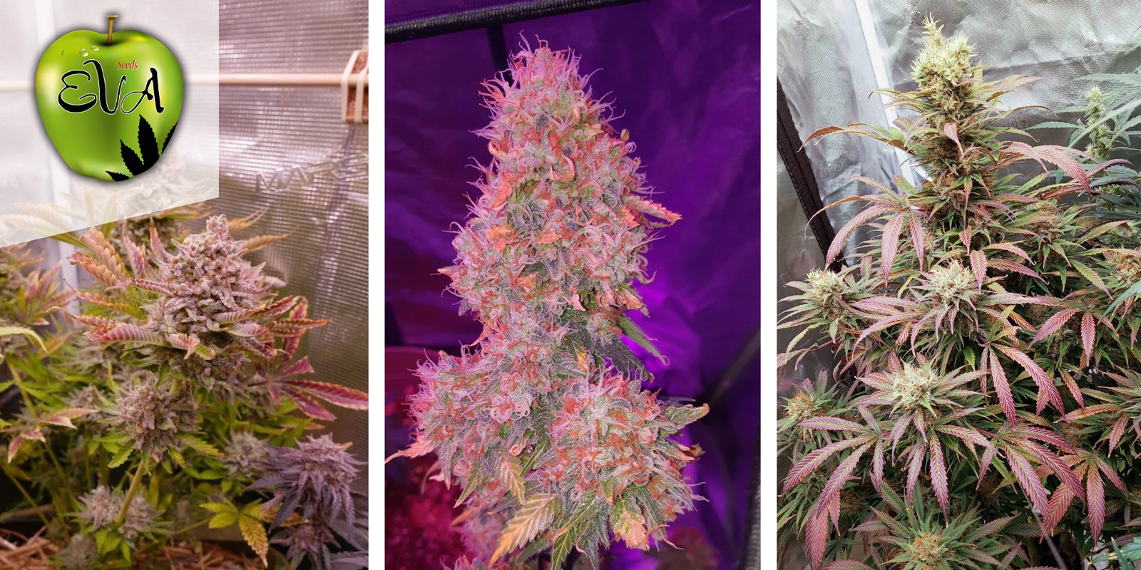 Jamaican Dream: Eva Seeds