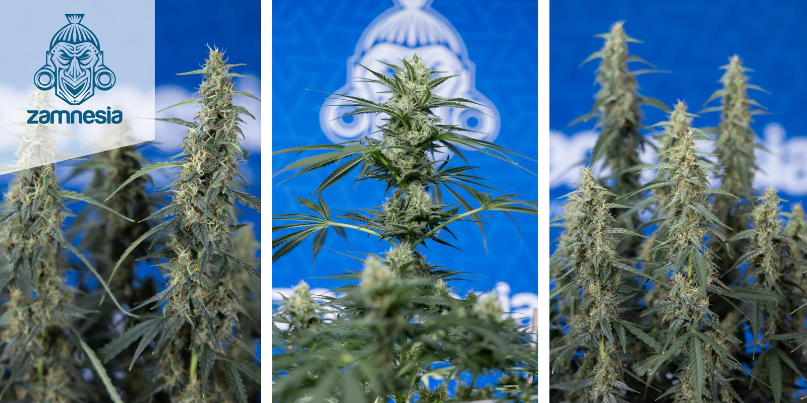 Quick Caramel XL: Zamnesia Seeds