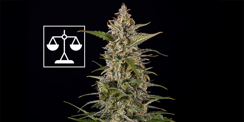 Wybór odpowiednich proporcji Wybór odpowiednich proporcji