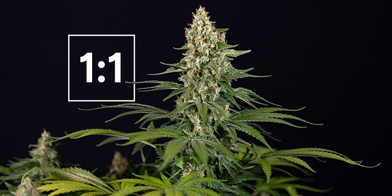 Najlepsze odmiany konopi o stosunku CBD:THC 1:1 Najlepsze odmiany konopi o stosunku CBD:THC 1:1