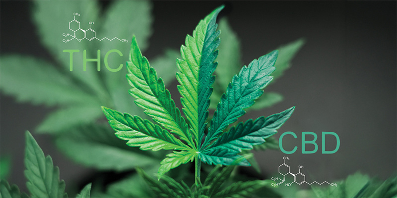 Czym jest proporcja 1:1 CBD:THC? Czym jest proporcja 1:1 CBD:THC?