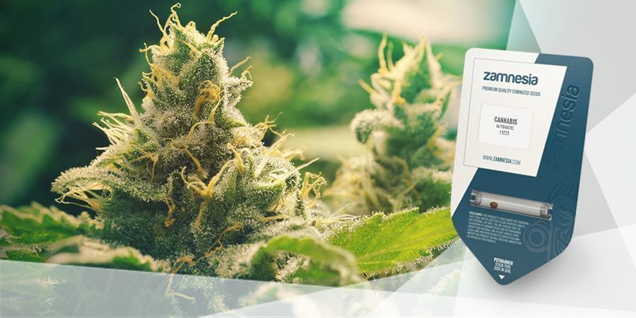 Jak przygotować herbatę z marihuaną