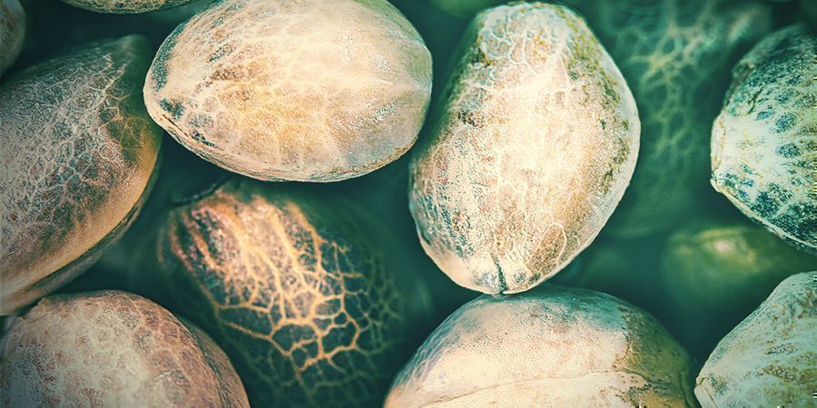 Rodzaje złych nasion marihuany