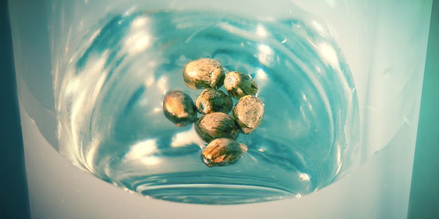 Sposoby testowania nasion marihuany