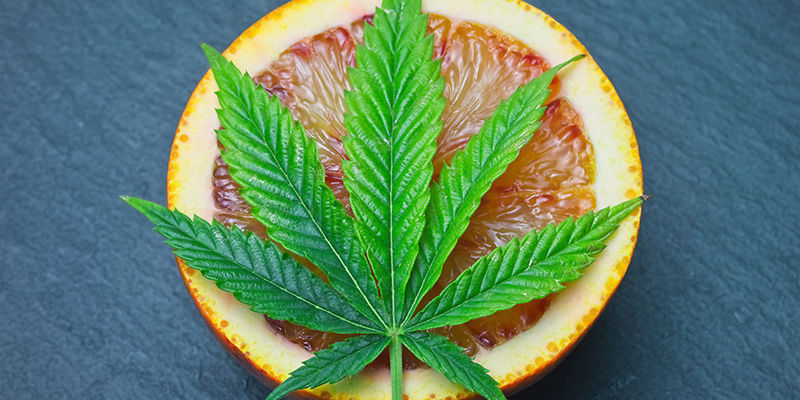 Jak spulchnić zeschniętą marihuanę z kostki HOW TO FLUFF UP YOUR STALE BRICK WEED