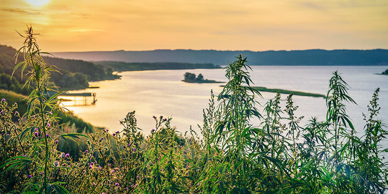 Skąd się wzięła? WHERE DID IT COME FROM?