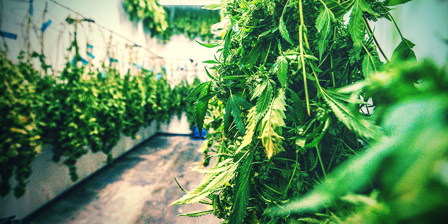 Jak prawidłowo suszyć i dojrzewać topy marihuany