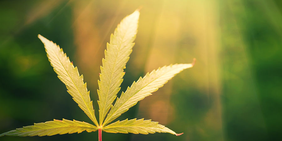 Zadbaj odpowiednio o oświetlenie: światło słoneczne