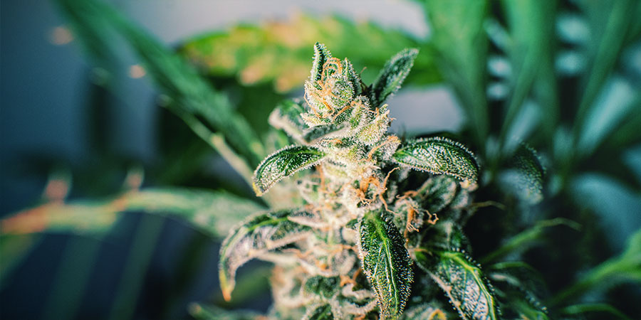 ODMIANY BOGATE W CBD W ZAMNESIA