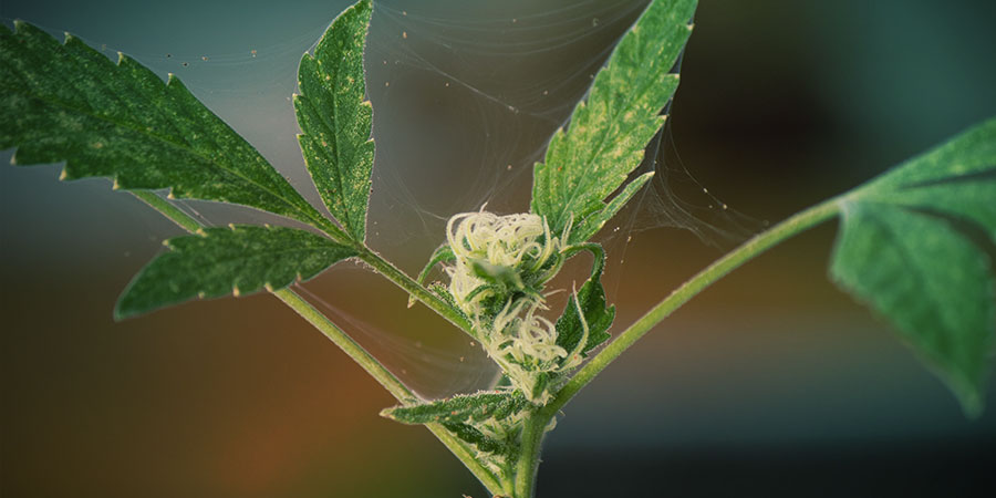 2. Zwalczaj choroby i szkodniki