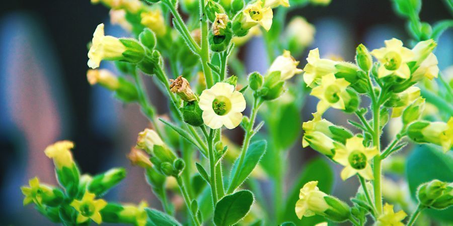 Składniki używane do przygotowania rapé