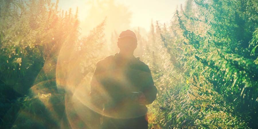 CBD Fix Auto: Podróż ku medycznej błogości CBD Fix Auto: Podróż ku medycznej błogości